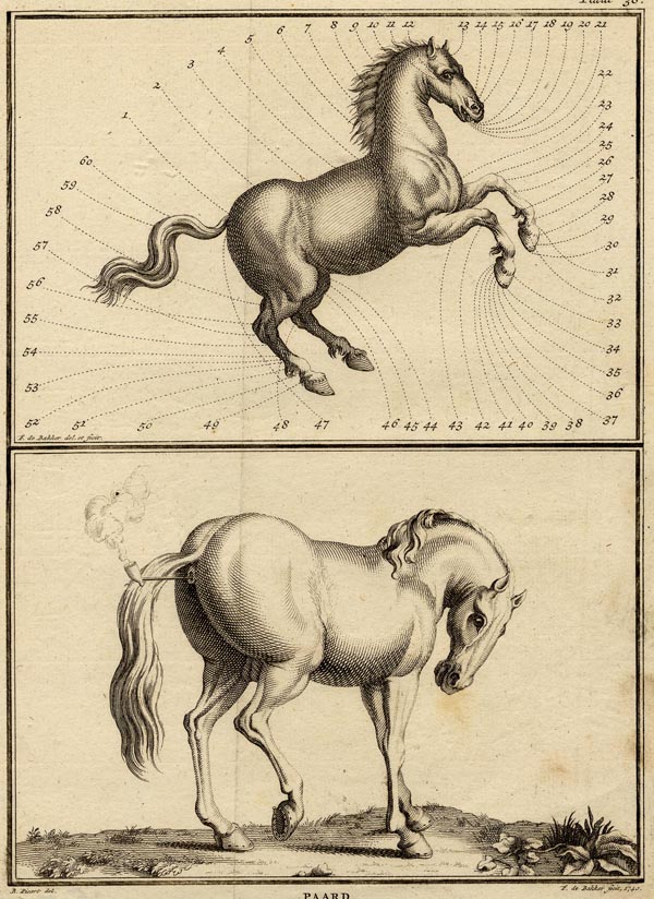 print Paard by F. de Bakker naar B. Picart