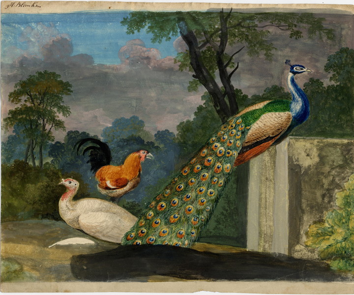 Pauwen en fazant by Hendrik Blanken