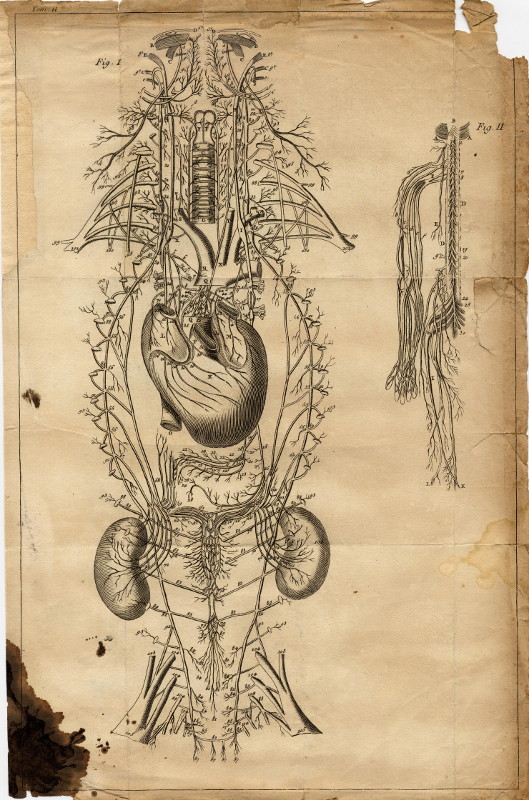 print Anatomische prent by nn