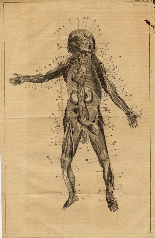 print Anatomische prent van een kind by nn