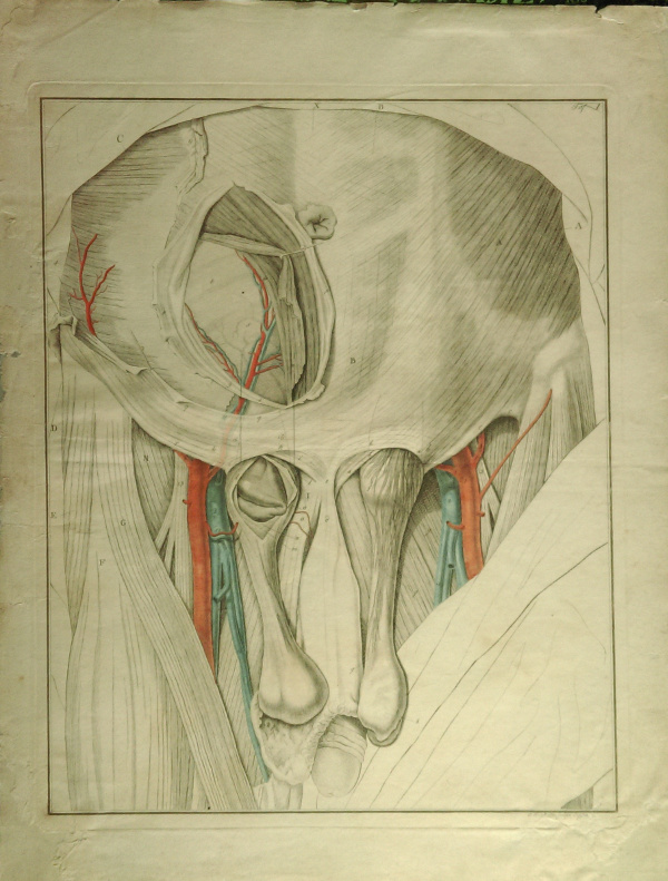 print Anatomische prent by Johann Friedrich Schröter