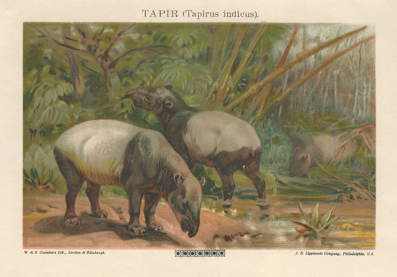 Tapir (Tapirus indicus) by nn