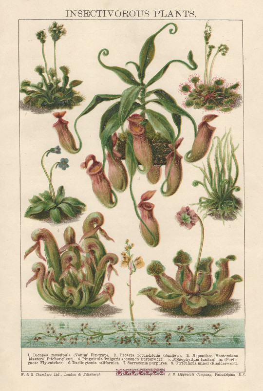 print Insectivorous Plants by nn