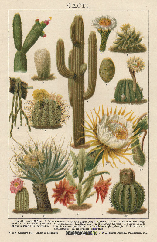 print Cacti by nn