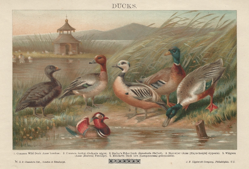 Ducks by Beckmann