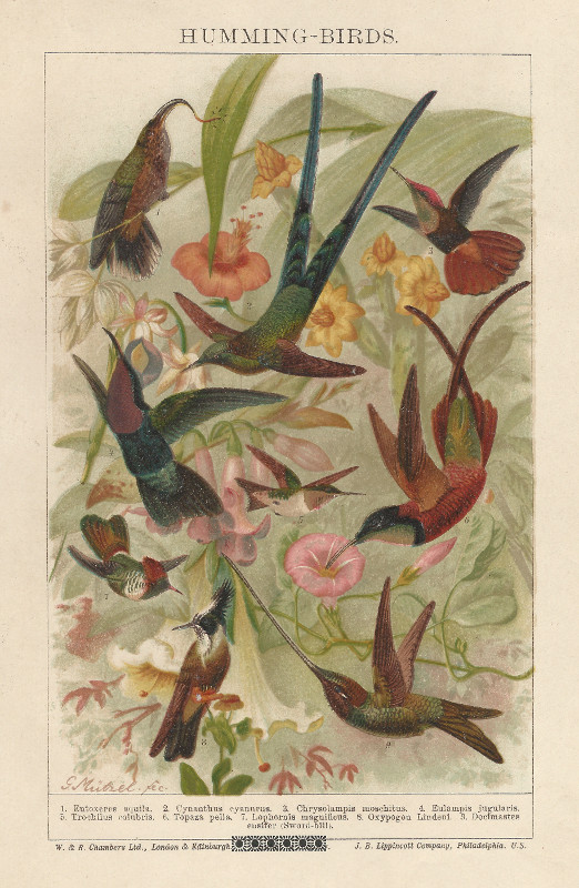 print Humming - Birds by G. Mutzel