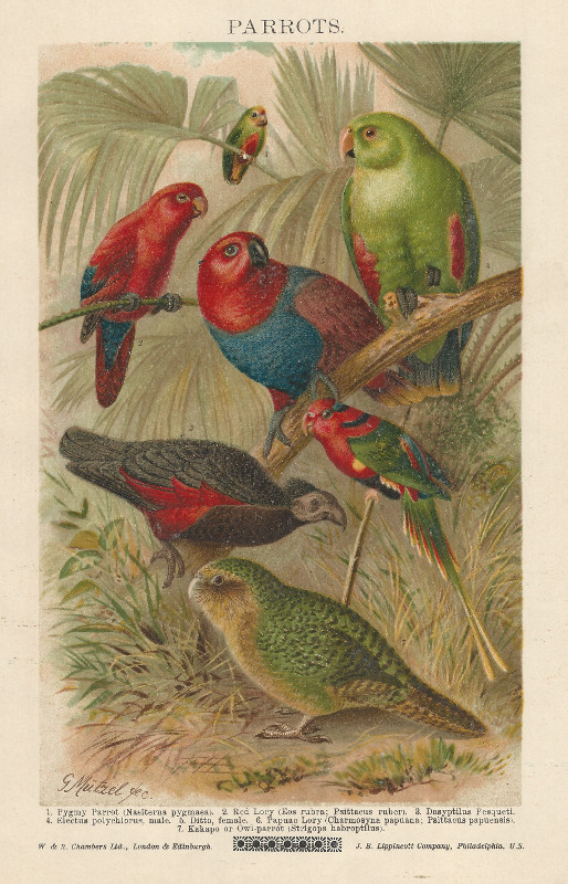 print Parrots by G. Mutzel