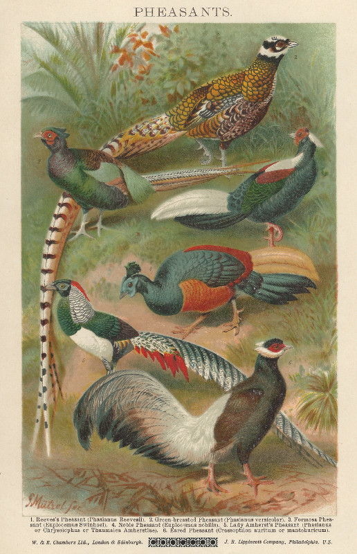 print Pheasants by G. Mutzel