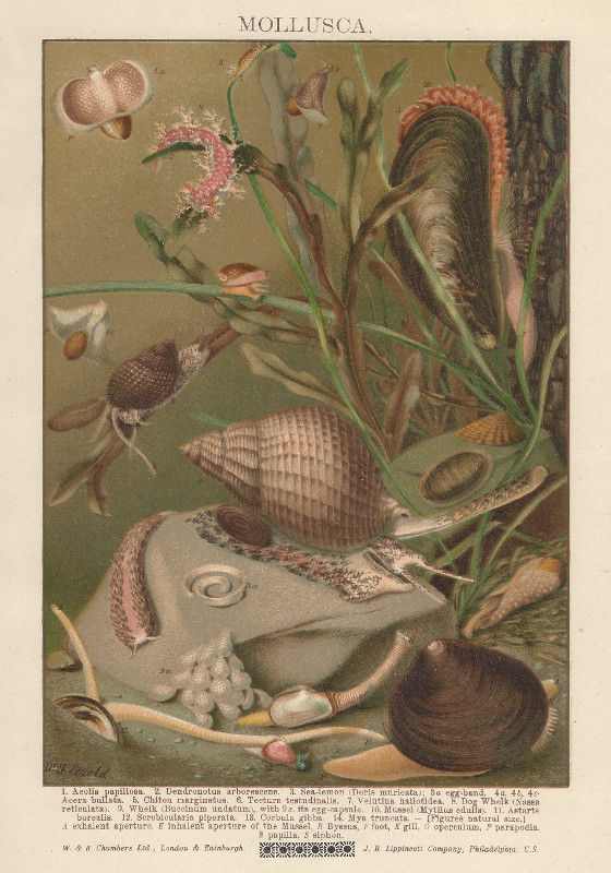 print Mollusca by Dr. Etzold