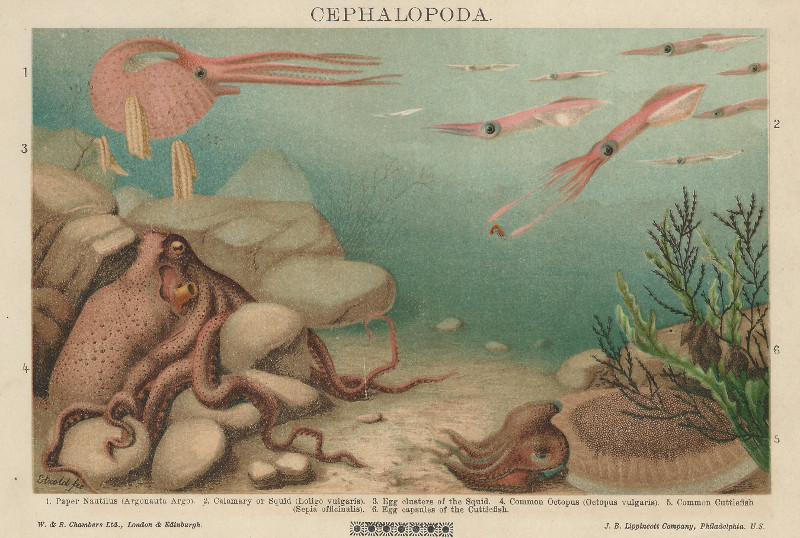 Cephalopoda by Dr. Etzold