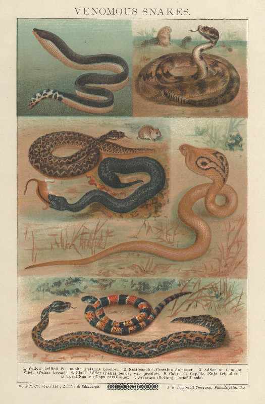 print Venomous snakes by nn
