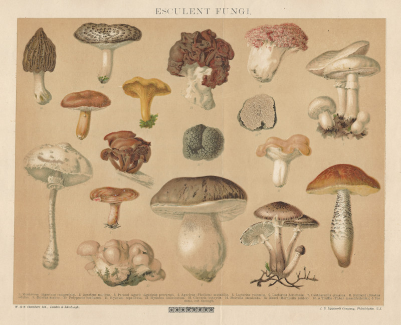 Esculent Fungi by nn
