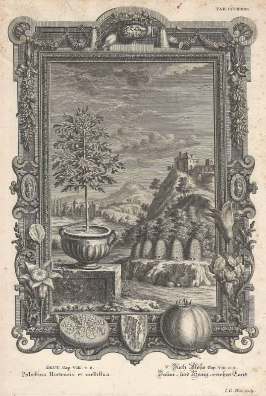 print Palaestina Hortensis et Melliflua by I.G. Pinz