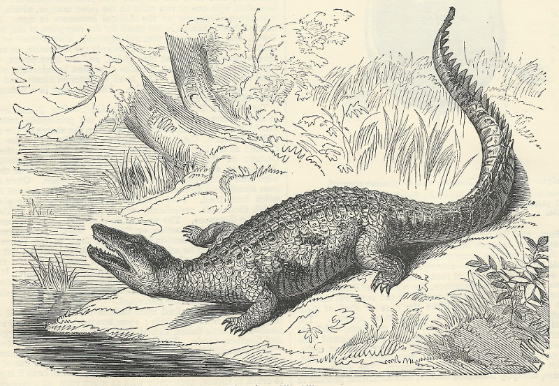 The Alligator by nn