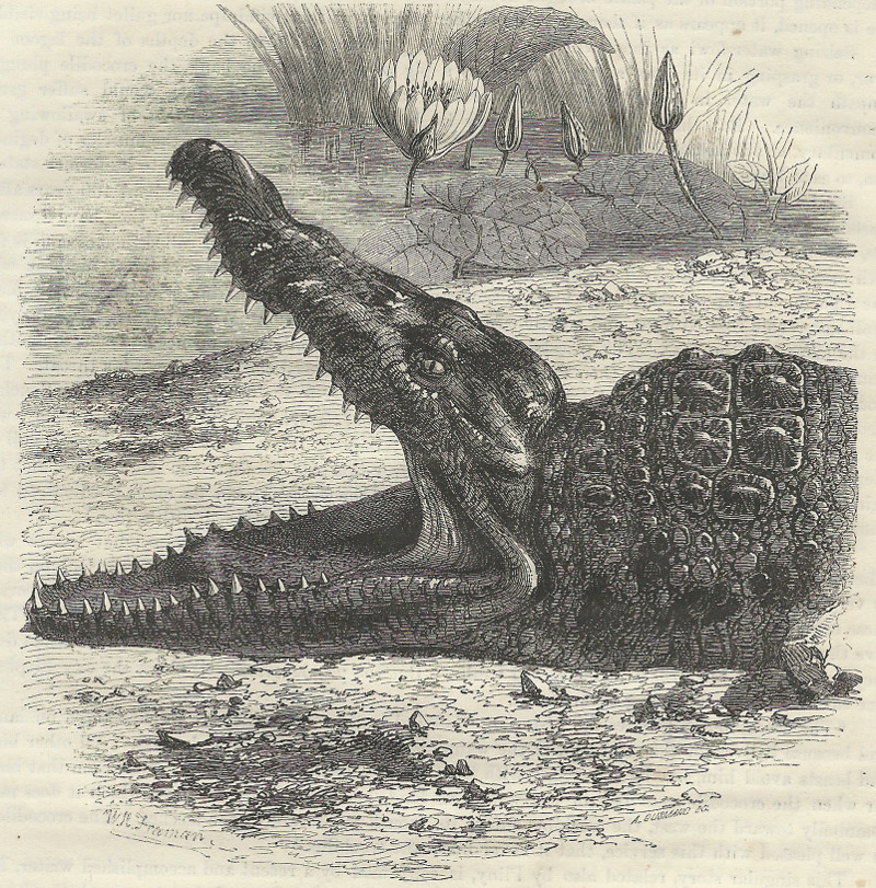 Head of the crocodile of the Nile by W.H. Freeman, A. Gusmand