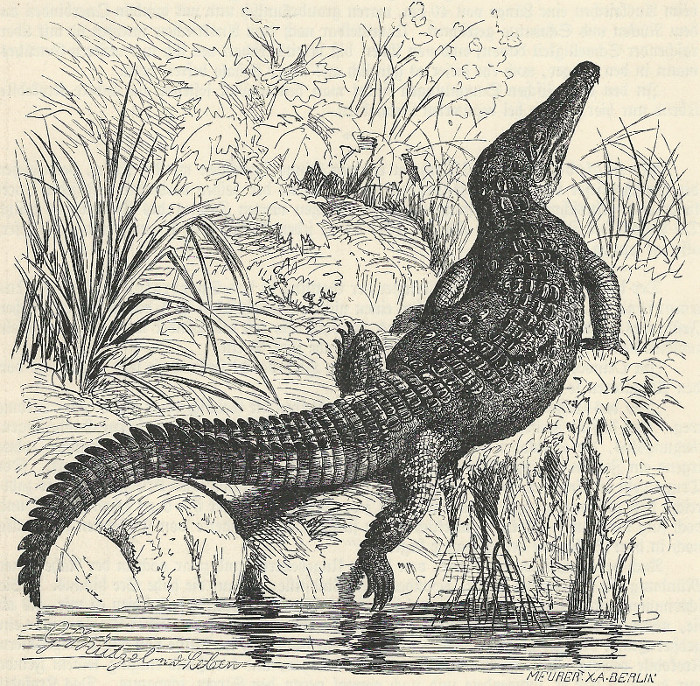 Spitzkrokodil (Crocodilus americanus) by G. Mutzel, Meurer X.A. Berlin