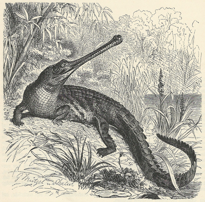 Gavial (Gavialis gangeticus) by G. Mutzel