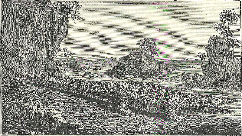 The Common Crocodile by nn
