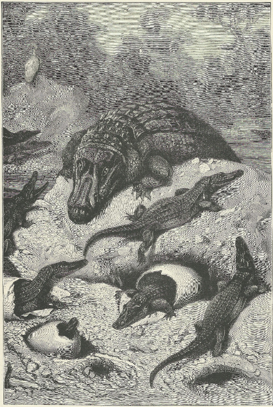 print A brood of alligators hatching by A. Specht