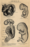 thmbnail of Embryo II