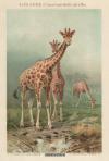 thmbnail of Giraffe (Camelopardalis giraffa)